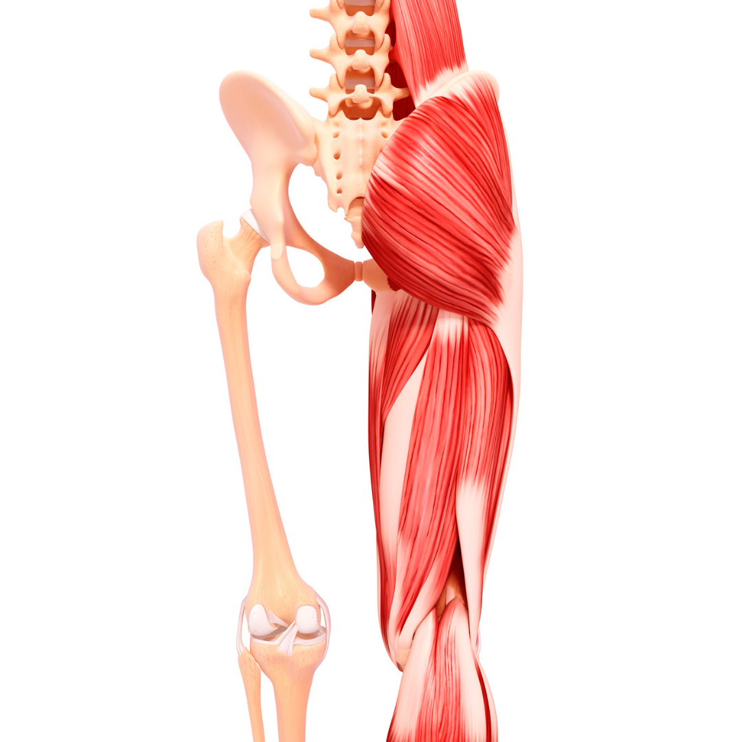 Bone, Muscle, Joint