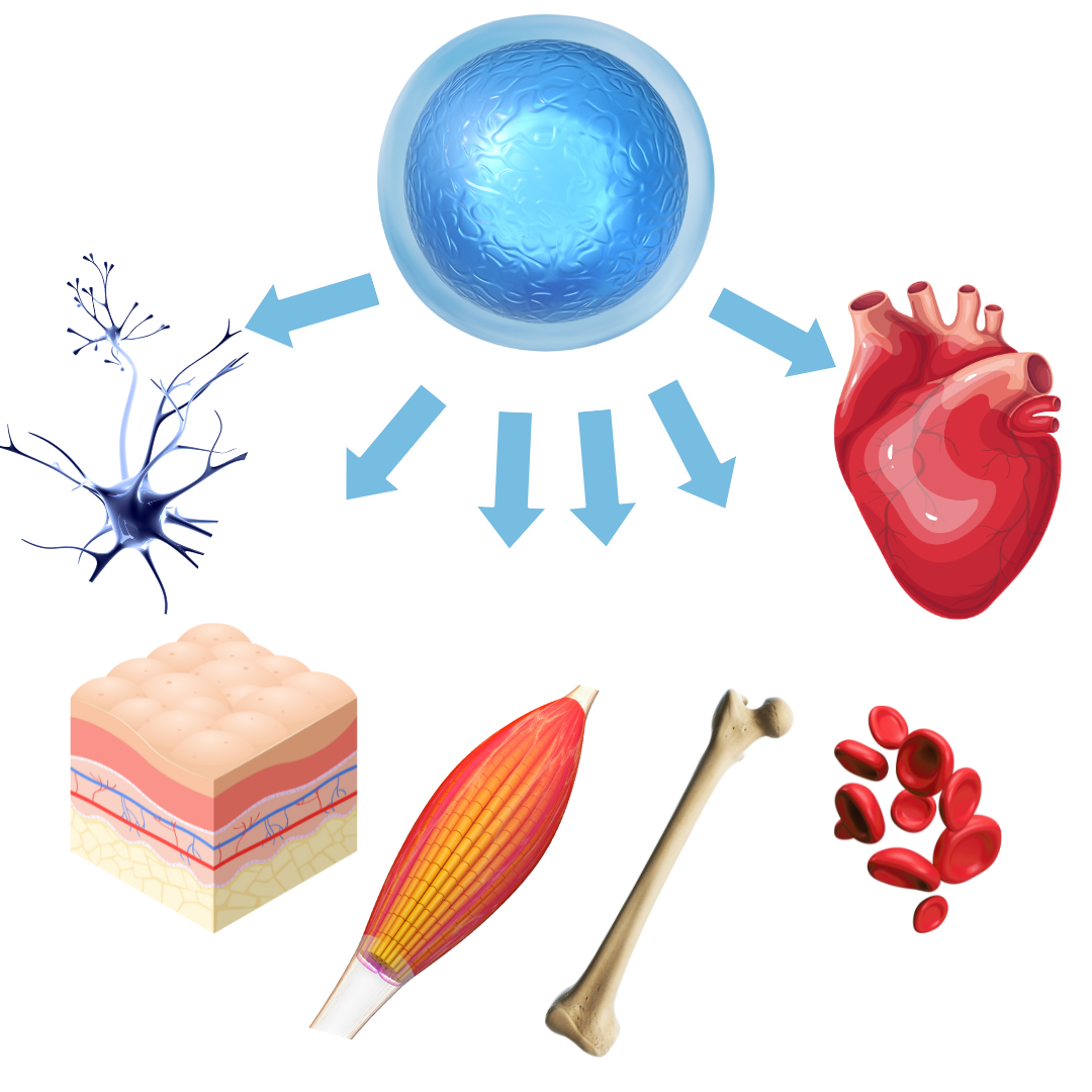 WhatIsStemCell